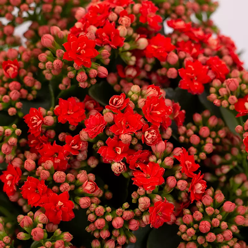 长寿花盆栽带花四季开花卉植物室内阳台庭院好养大花