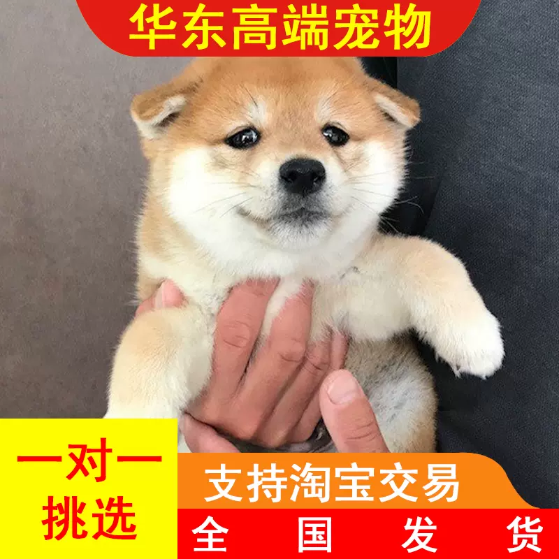 柴犬幼仔活體純種日本柴犬寵物狗狗黑柴赤柴小豆