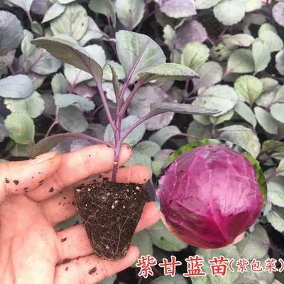 紫花椰菜苗西蘭花苗蔬菜寶塔四季陽臺菜苗種菜盆栽有機花甘藍菜苗 Taobao