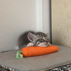 
Carrot cat toys, self-stimulating, relieving boredom, grinding teeth, chewing and making sounds, pet supplies collection, amusing cat sticks, molar sticks