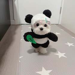 Maltese Pomeranian Dog Panda Costume Pet Standing Clothes Small Dog Bichon Teddy Funny Outfit Cat