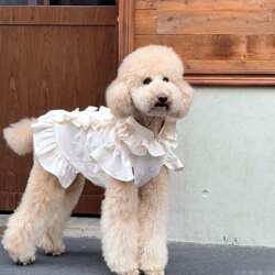 Summer Cool and Cute Cake Dress Dog Clothes, Expensive Dress for Medium-Sized Dogs, Border Collies, Small Dogs, Teddy Bears, Bichons