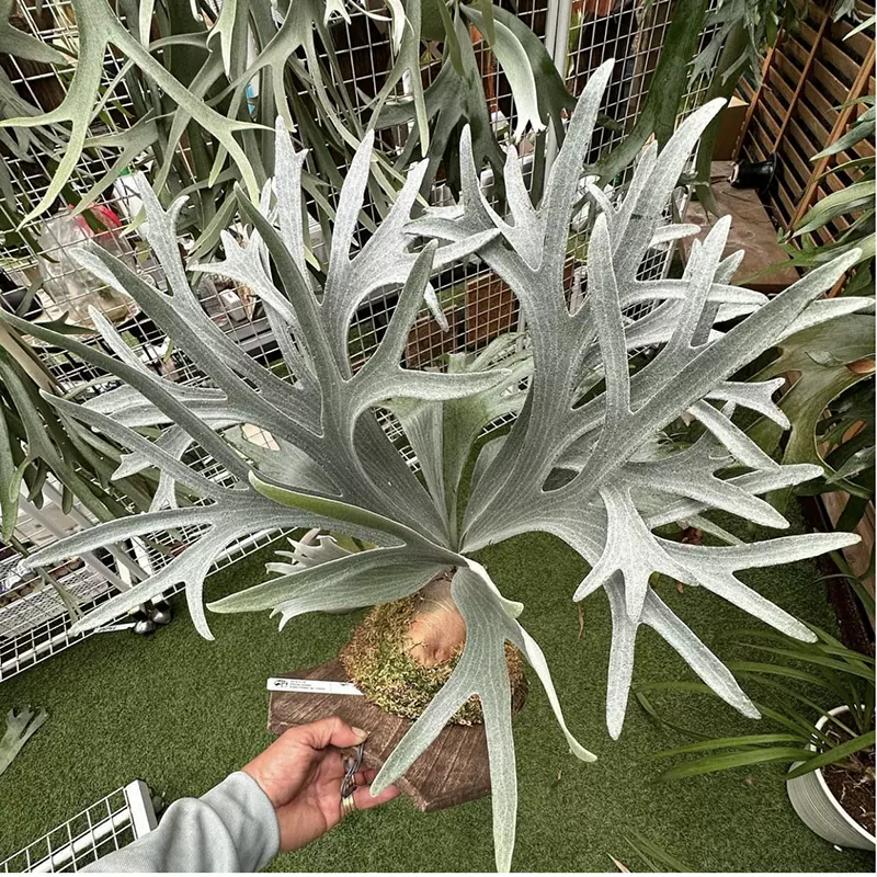 子株大量！白ビフビカクシダ P.bifurucatum sp white E-1 ビカクシダ P.bifurucatum sp white E-1 - メルカリ