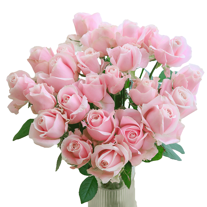 
Ruyi Random Rose Fresh Cut Flowers Home High Quality SF Free Shipping Base Direct Delivery Damage Compensation Guaranteed