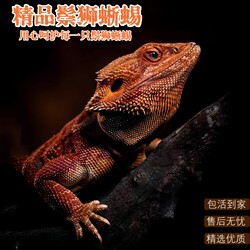 Maned lion lizard larvae entry-level super white lizard