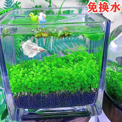 Fish tank aquatic plant seeds ecological glass bottle landscaping