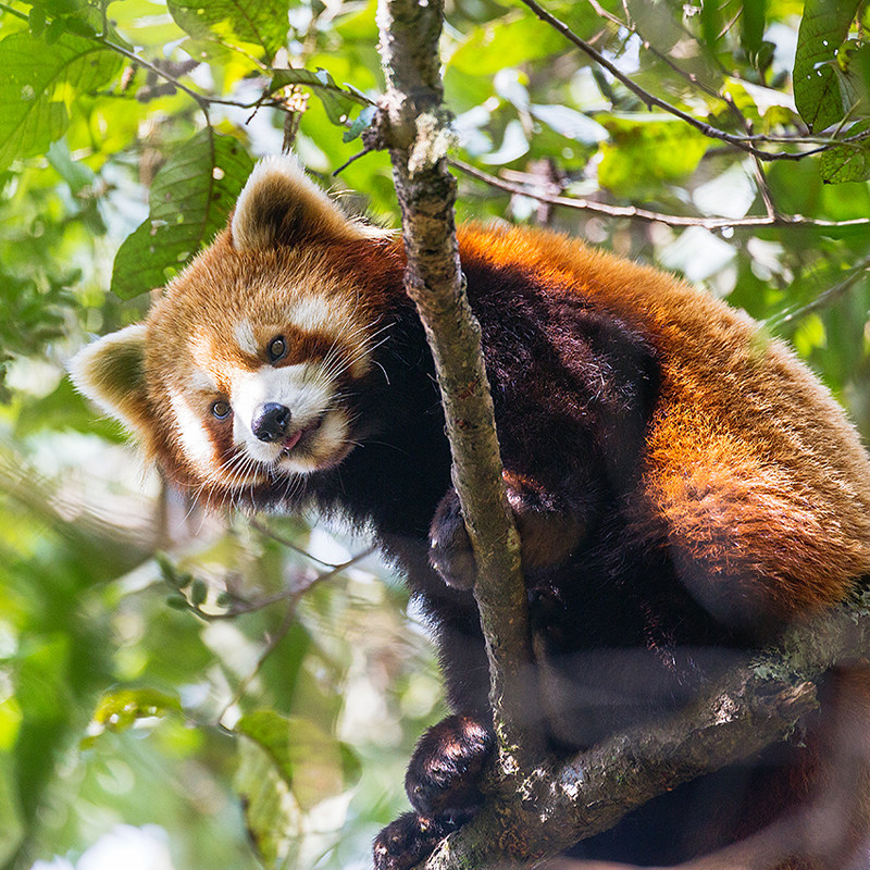 云南旅游西双版纳5日自由行篝火/快艇/傣迪3选1