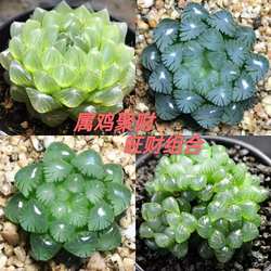 Jade Dew Succulent Plant Combination Twelve Volume Flowers