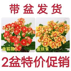 Large flower with buds, longevity, small potted plant, double petals gold