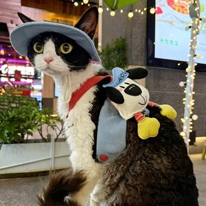 猫咪狗狗立体公仔胸背带帽牵引绳德文无毛猫外出防晒牛仔可爱背包