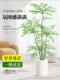 Styling Nan Tianzhu Zhenshu Pot Popular Popular Popular Popular Popular Green Plants Office Flame Old Pile is good for four seasons of evergreen