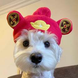 Dog Pet Fortune Hat Headwear Small Dog Headgear Cat Festive Funny New Year Cute Fortune Costume Hat