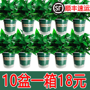 Green basket potted plants indoor new house purifies air green plants