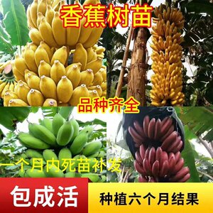 Banana seedlings in the south, four seasons, apple banana red skin dwarf banana cold-resistant indoor potted fruit seedlings garden
