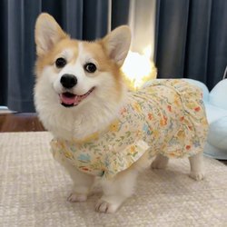 Dog Clothes Summer Thin Cute Princess Dress for Corgi, Shiba Inu, French Bulldog, Dachshund, Schnauzer, Golden Retriever Summer Dress