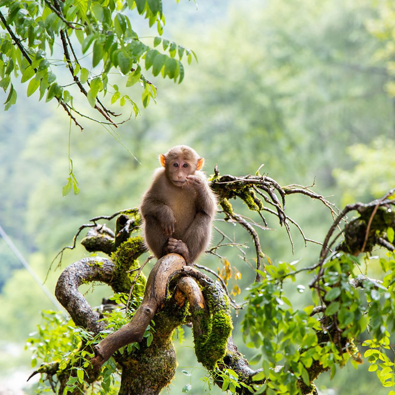 南平武夷山+保护区3晚4日跟团游 南平武夷山接团纯玩武夷山四日游