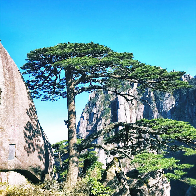 黄山宏村3日游旅游云海水墨宏村屯溪双古老街2晚三日跟团游