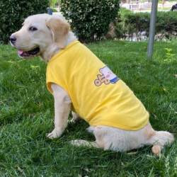 Dog Summer Clothes Vest, Thin Summer Style for Golden Retrievers, Labradors, and Border Collies, Breathable Summer Clothing