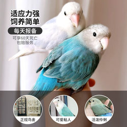 Peony parrot live bird budgerigar cockatiel can talk