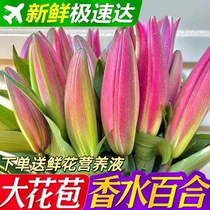 
Yunnan Kunming base fresh-cut perfume lily flowers for home and office hydroponic real flowers mixed with large buds and strong fragrance bouquets