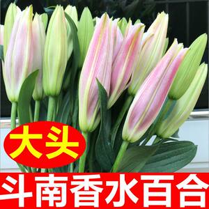 
Yunnan straight hair flowers double perfume lily mix and match home office bouquet hydroponic flower arrangement base straight hair