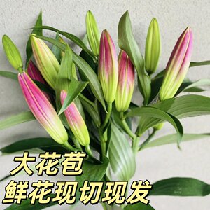 
Yunnan straight hair perfume lily flowers Yunnan base straight hair Kunming fresh cut flower bouquet home hydroponic flower arrangement