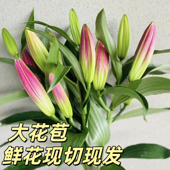 
Yunnan straight hair perfume lily flowers Yunnan base straight hair Kunming fresh cut flower bouquet home hydroponic flower arrangement