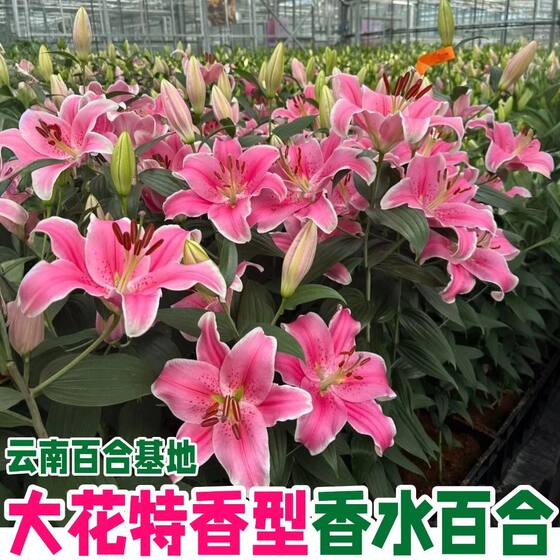 
Perfume big head fresh lily flower bouquet Yunnan Kunming base direct delivery to the same city multi-head rose Women's Day