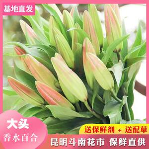 
Pink perfume lily flowers Yunnan Kunming base straight hair straight batch office home water bottle with fresh-cut bouquet