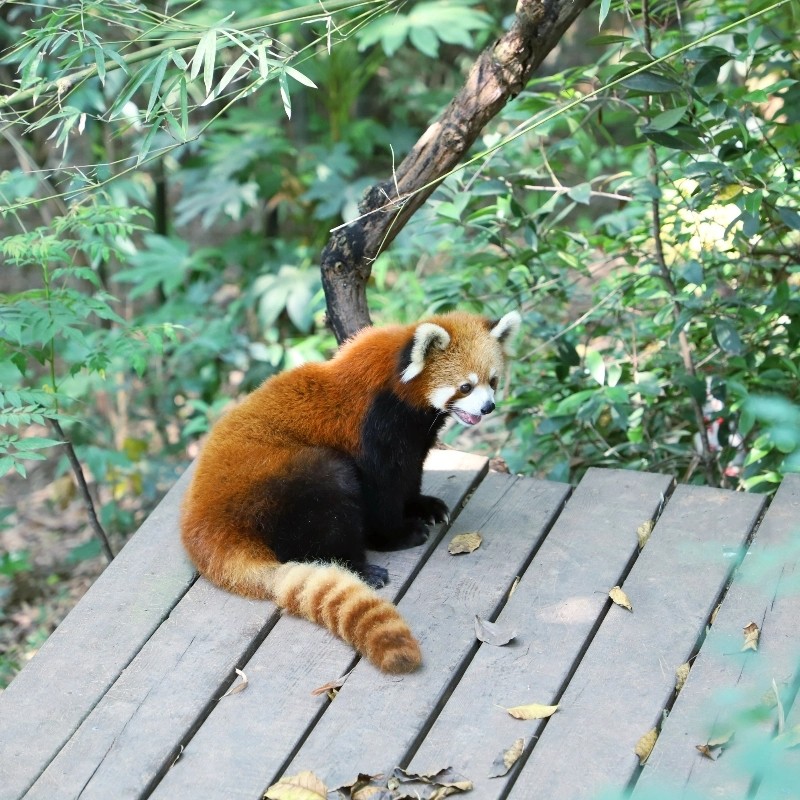 四川成都大熊猫基地都江堰一日游0购物纯玩8人团大团拍照打卡熊猫