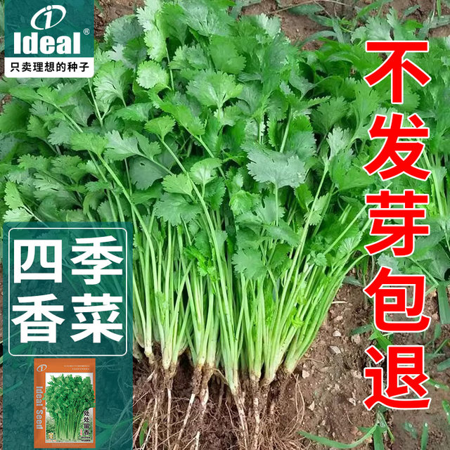 Four seasons coriander seeds, large leaves, coriander seeds, old varieties of farmhouses, fast-growing, heat-resistant coriander seeds, vegetable seeds
