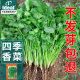 Four seasons coriander seeds, large leaves, coriander seeds, old varieties of farmhouses, fast-growing, heat-resistant coriander seeds, vegetable seeds
