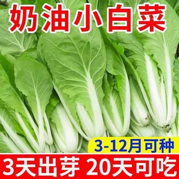 Four seasons cream cabbage seeds fast vegetable seeds green vegetables cabbage small cabbage seeds vegetable seeds vegetable seeds potted plants