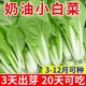 Four seasons cream cabbage seeds fast vegetable seeds green vegetables cabbage small cabbage seeds vegetable seeds vegetable seeds potted plants