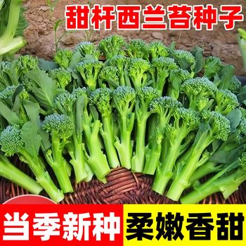 Authentic rosy seeds green rosy moss four seasons western kale broccoli summer August plant vegetable seeds
