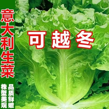 Cold-resistant Italian lettuce seeds, winter-resistant and freeze-resistant lettuce seeds, raw, sweet and crispy winter vegetables, high yield and heat-resistant