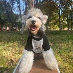 Pet Cats and Dogs Autumn and Winter New Schnauzer Bichon Frize Teddy Warm Sweatshirt Small and Medium-Sized Dog Clothing