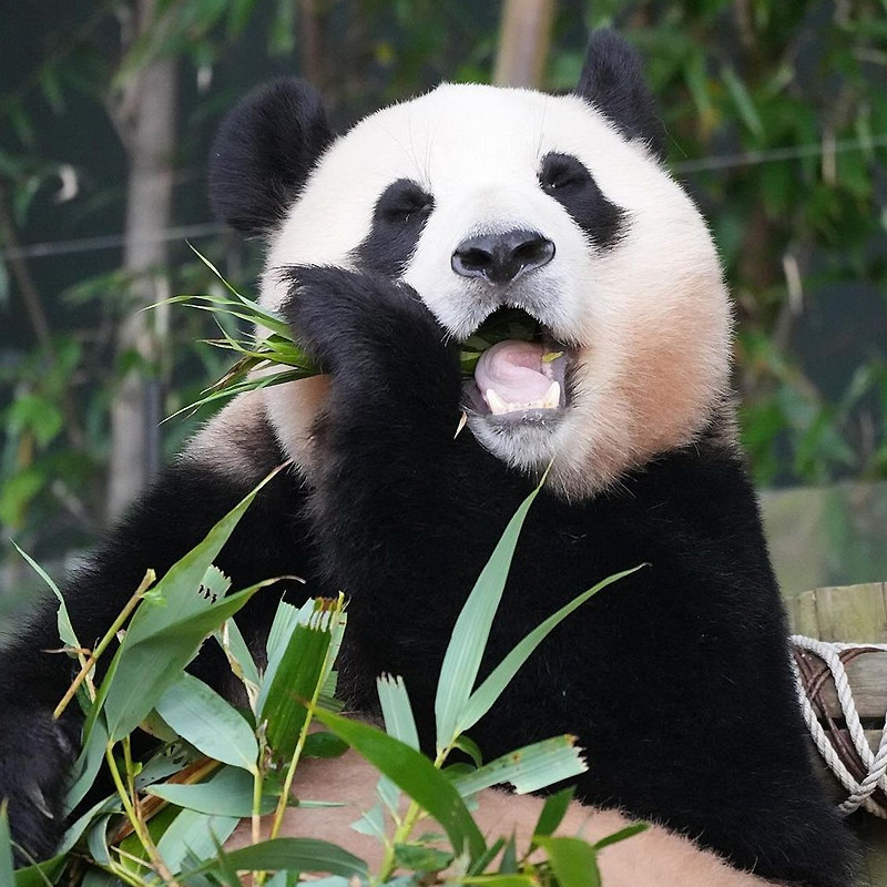 成都到九寨沟黄龙四姑娘山达古冰川毕棚沟6天5晚跟团旅游纯玩小团