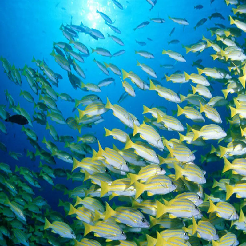 帆船/捕鱼/追鲸/潜水北海涠洲岛5天4晚自由行含船票+上岛+住宿