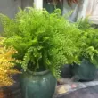 lan gia hac Yuhan thực vật tường cỏ mới lớn 7 nhánh dương xỉ đầu tiên mô phỏng lá dương xỉ nhựa cỏ dương xỉ Ba Tư hoa giả cao cấp cành hoa mai giả Cây hoa trang trí