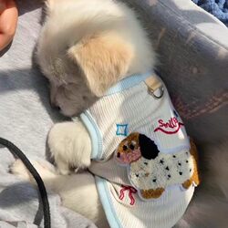 New Spring and Summer Cute Puppy Clothes, Colorful Vest with Leash Buckle, Suitable for Small Dogs and Cats