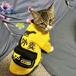 Cat clothes, spring and autumn clothes, takeaway dog ​​clothes, Teddy Pomeranian, Bichon Frize, small dog, funny pet clothes