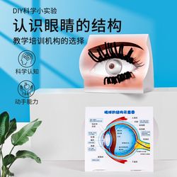 Scientific experiment small production understanding eye model assembly ADIY handmade teaching materials kindergarten primary school students teaching aids