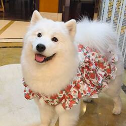 Dog Clothes for Medium and Large Dogs, Spring and Autumn Comfortable Anti-Shedding Summer Dress, Rose Princess Dress, Popular Dog Dress