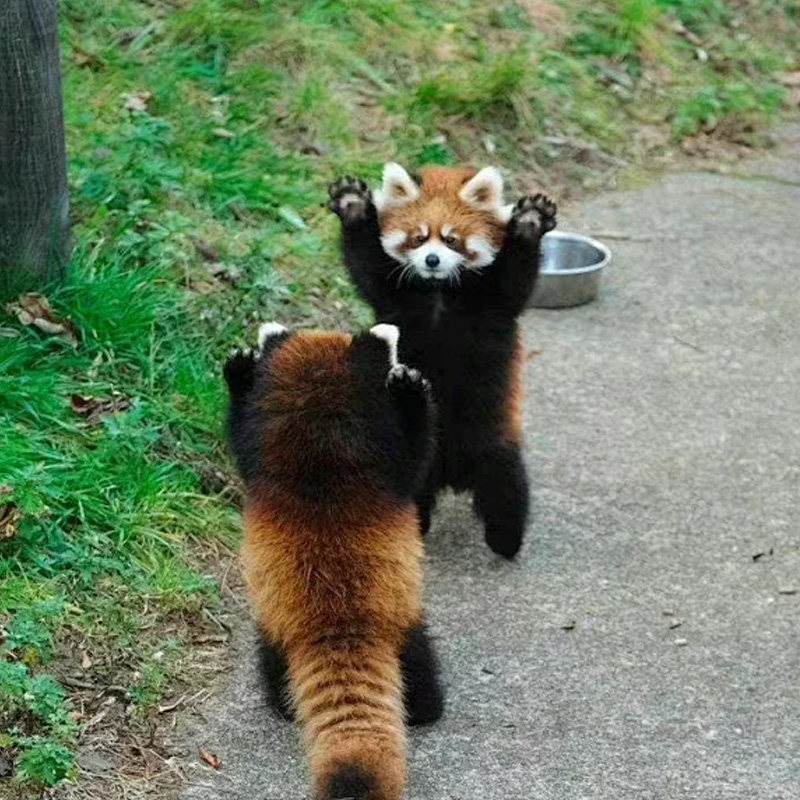 【2-8人小团】云南西双版纳普洱5日游纯玩小团雨林探秘泼水狂欢