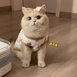 Pet Autumn and Winter Clothing, Dog Vest, Cat Teddy, Bichon, Pomeranian, Small Puppy, Poodle, Schnauzer Clothes and Jackets