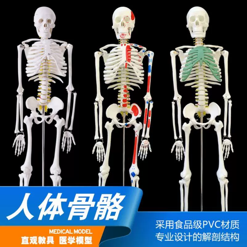 85cm170cm人体骨骼模型骨架人体模型成人小骷髅教学模型脊椎全身-Taobao 