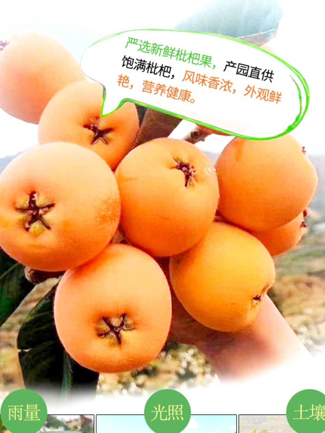 Chuan Zhibei Dried Loquat - Original Flavor, 100g