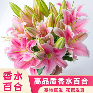 
[Pink Lily] Perfume Lily Flower Bouquet, Kunming Base, Yunnan, direct delivery to the same city, home flower water cultivation