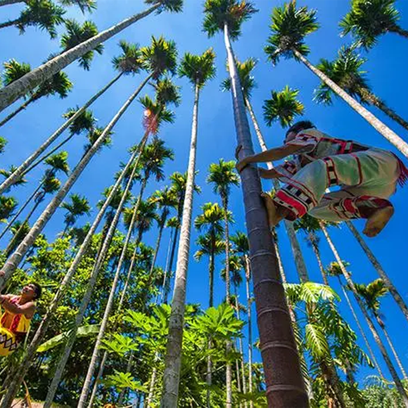 三亚槟榔谷一日游南湾猴岛槟榔谷飞禽世界黎族文化玫瑰谷跟团纯玩